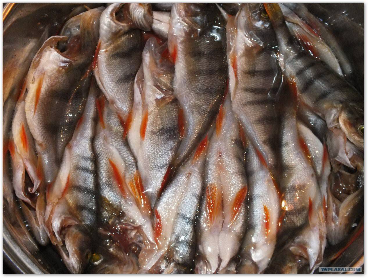 Как засушить рыбу в домашних условиях:процесс,рыба для сушки,места в квартире и доме и как лучше повесить рыбу