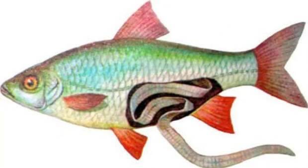 Что такое селитерная рыба? как ее определить? чем опасно употребление рыбы, зараженной солитером?