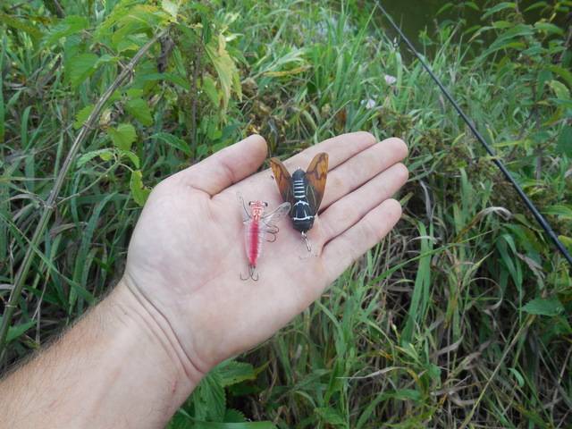 Ловля голавля на майского жука – суперулов – интернет-портал о рыбалке