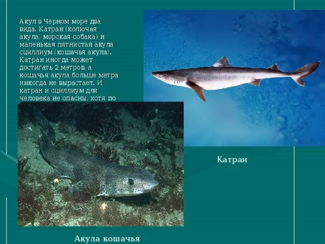 Черноморский катран: внешний вид и место обитания, размножение акул и взаимодействие с человеком