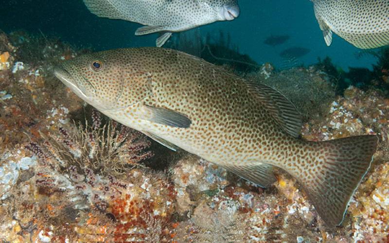 Рыба групер – самый крупный окунь в мире