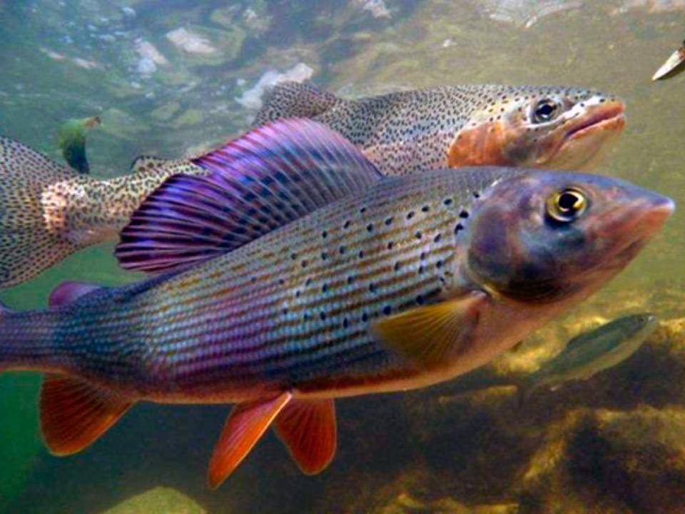 Рыба хариус – как и на что ловить, рецепты приготовления, полезные свойства