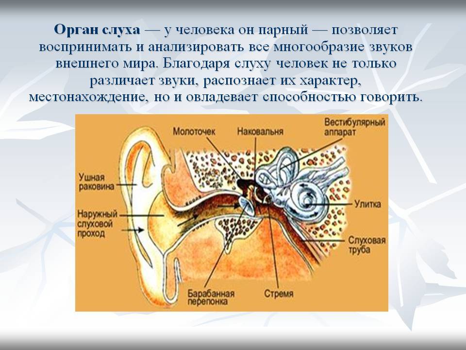 Какой слух у рыб и rак работает орган слуха