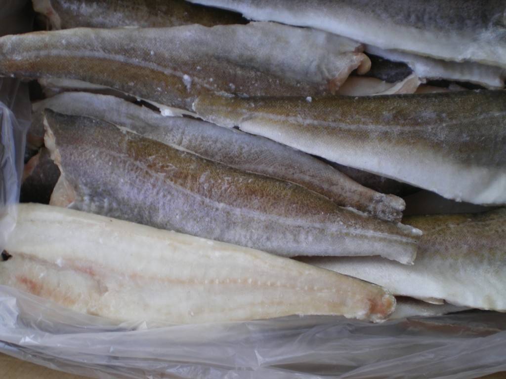 Рыба пикша: полезные свойства и вред для организма человека