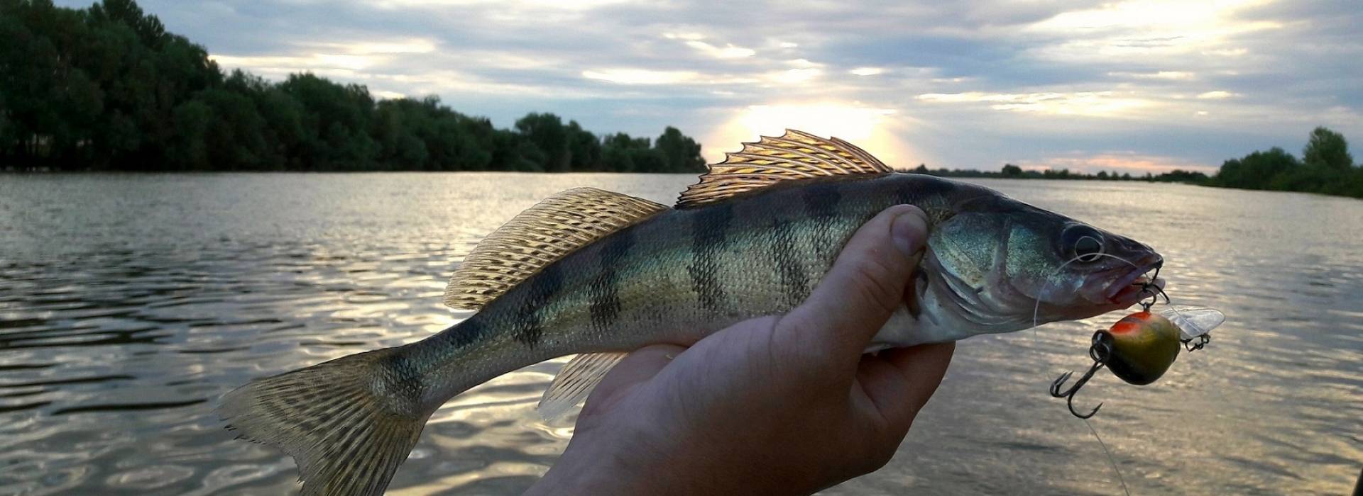 Рыбалка на волге 2021: дикарем, самое глубокое место