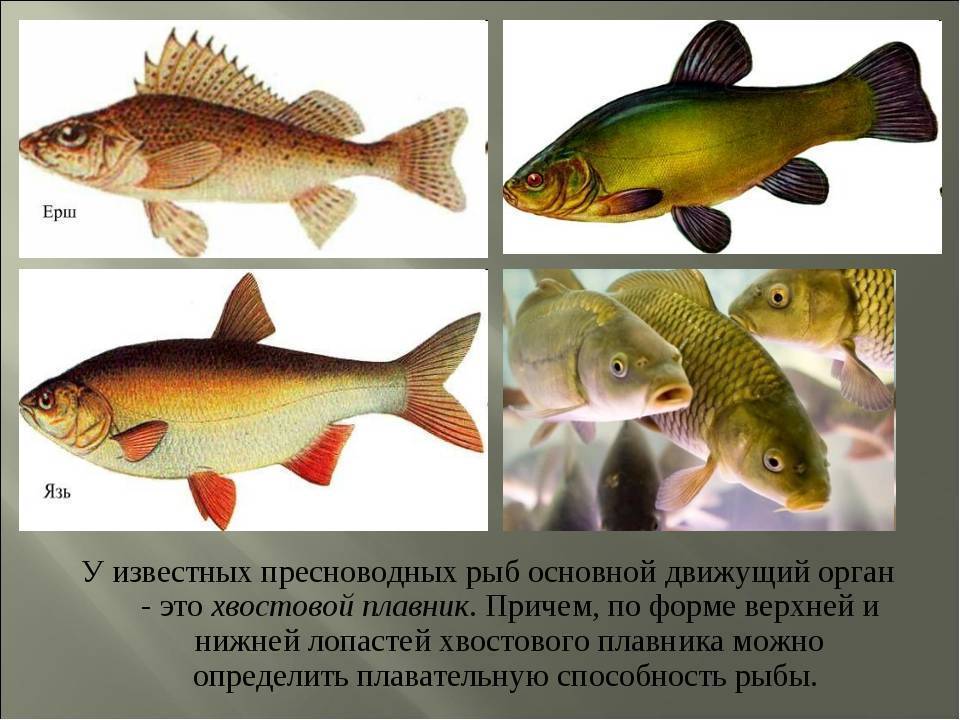 Паразиты в речной и морской рыбе: опасные и безопасные для человека, фото