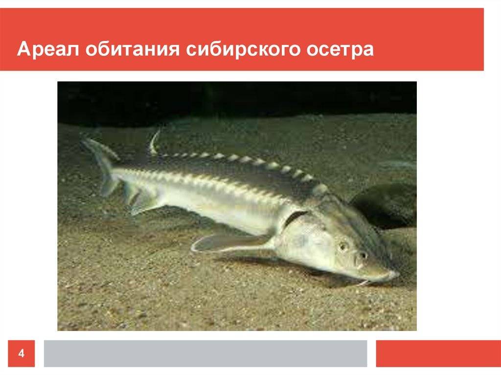 Рыба калуга: эндемик бассейна реки амур