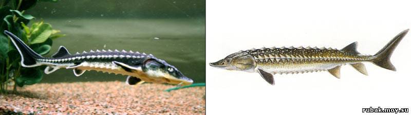 Рыба ерш: фото, где живет обыкновенный речной вид, как выглядит, чем питается, описание среды обитания