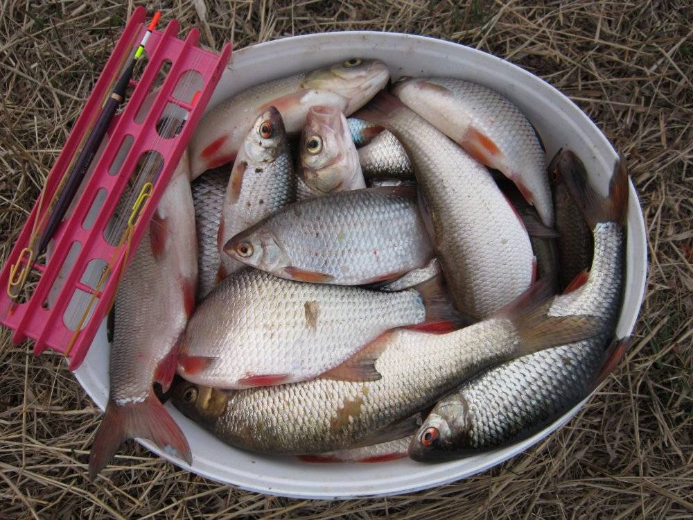Платная и бесплатная рыбалка в витебской области