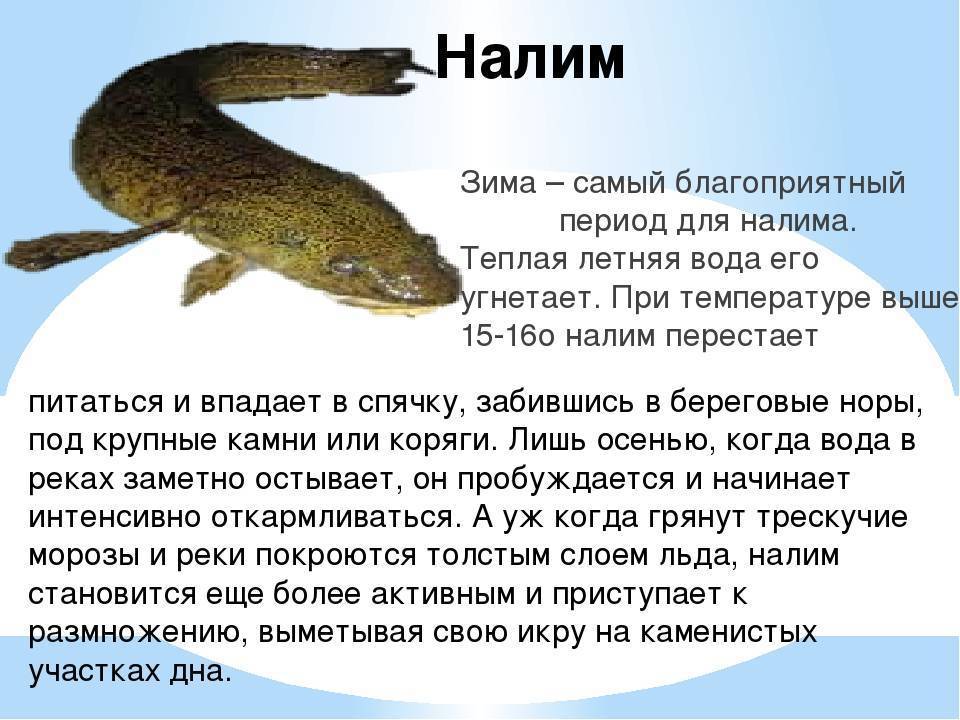 Налим (рыба). фото и описание | все о налиме