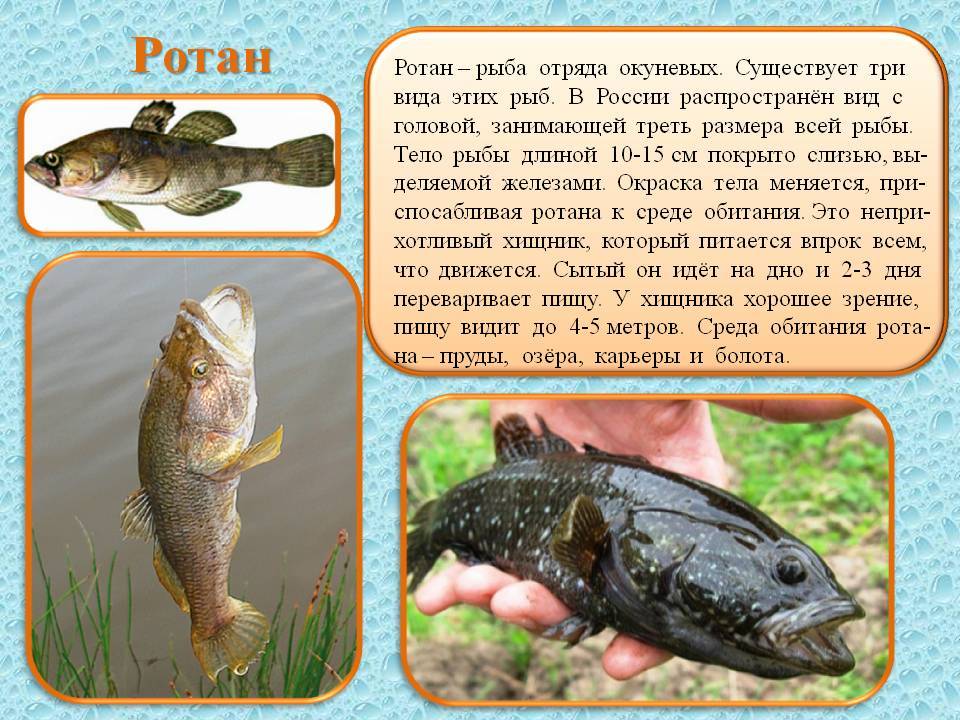 Рыба ротан: польза и вред для здоровья