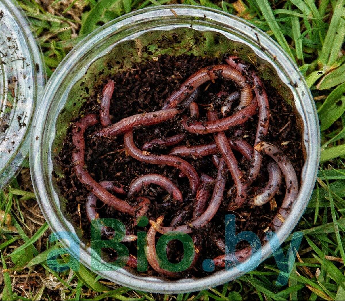 Особенности разведения червей в домашних условиях: где взять и в чем содержать, чем кормить и как ухаживать
