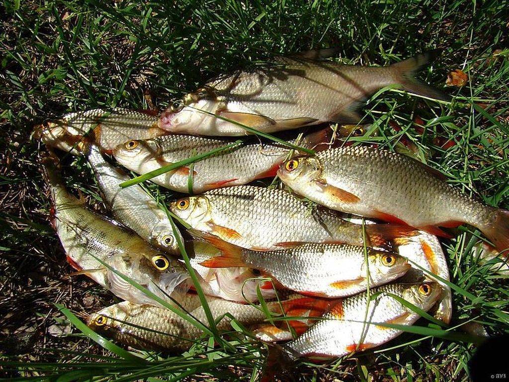 Рыбалка на озере плещеево — как ловить летом с берега, какая рыба водится