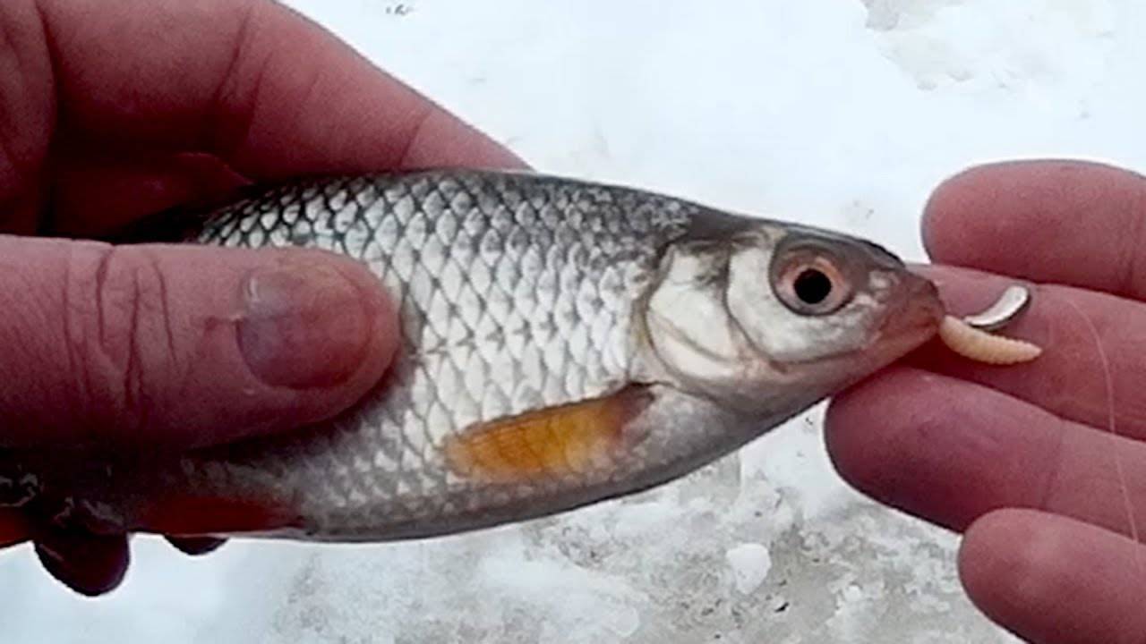 Опарыш для рыбалки: виды, как правильно насадить опарыша