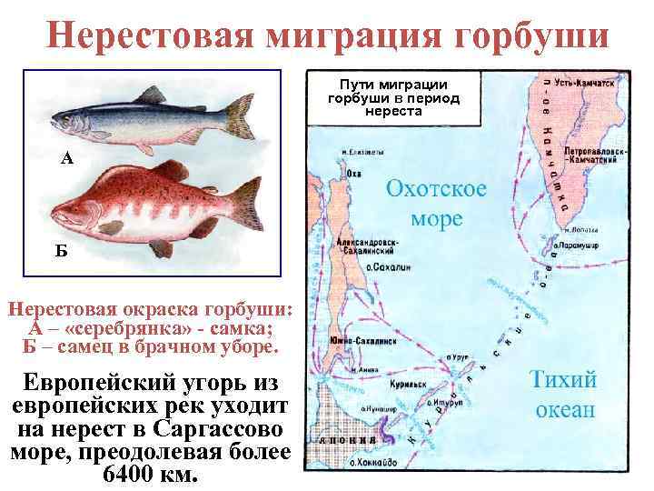 Что такое нерест у рыб и как он происходит - рыбаку на заметку
что такое нерест у рыб и как он происходит - рыбаку на заметку