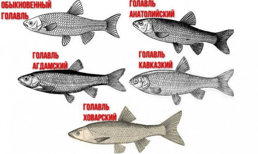 ✅ рыба язь, ее отличие от голавля и где она обитает. чем питается красноперка? виды красноперок, фото и названия - zevs-studio.ru