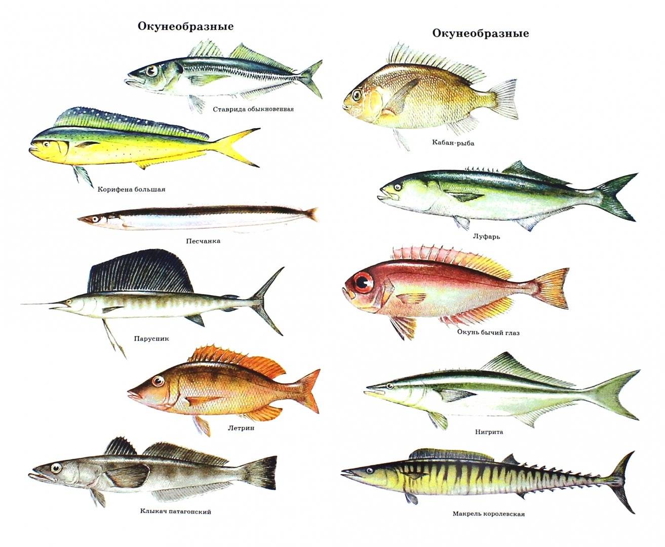 Описание и названия морских видов рыб