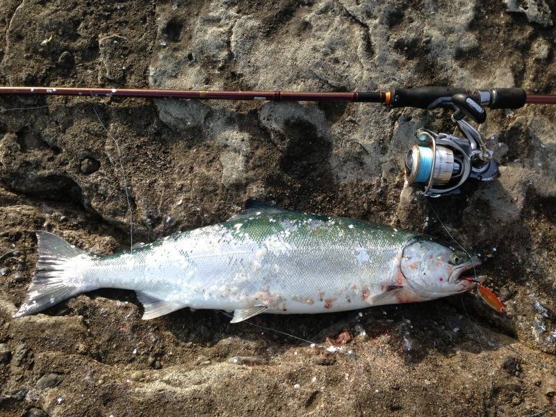 Ловля лосося с применениями приманок и наживок для ловли лососевых пород фото видео