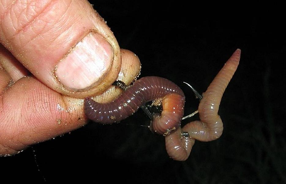 Как правильно насаживать червя на крючок? особенности и способы насаживания - суперулов - интернет-портал о рыбалке