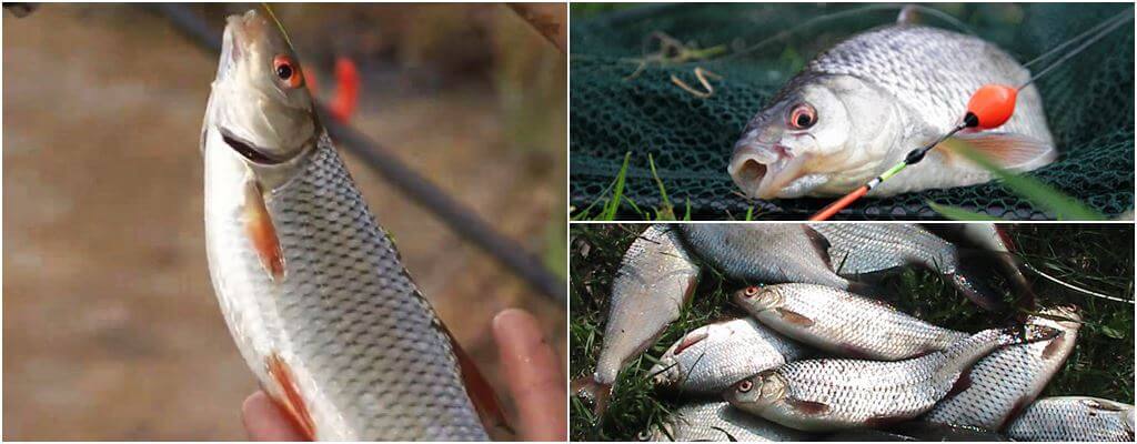 Рыбалка на карася ранней весной: рекомендации по способу ловли и видео