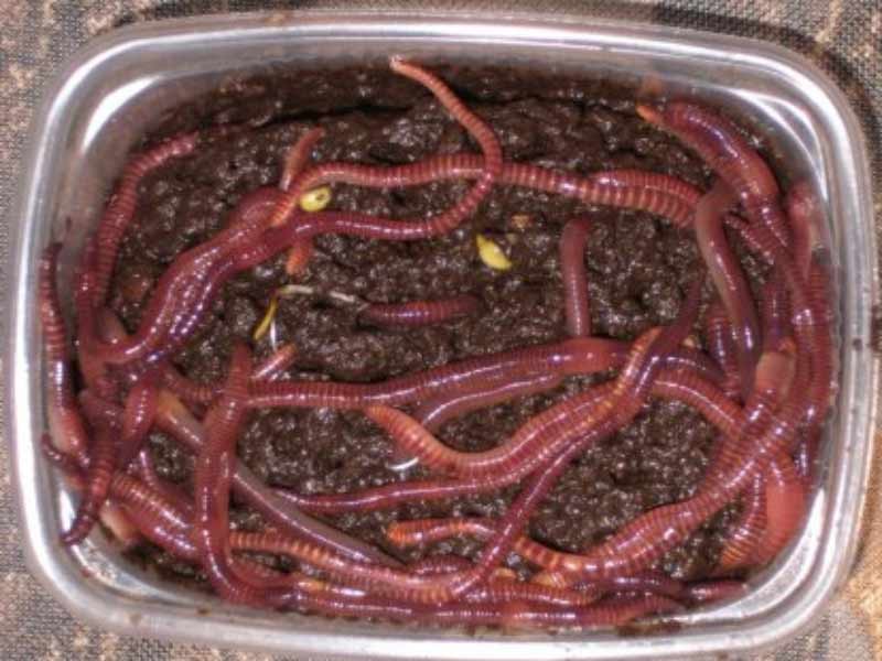 Как хранить червей