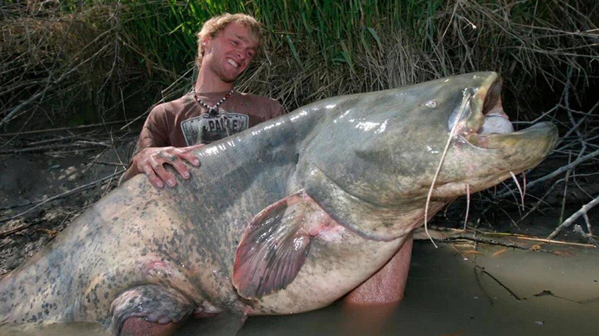 Сом рыба самый большой которого поймали фото