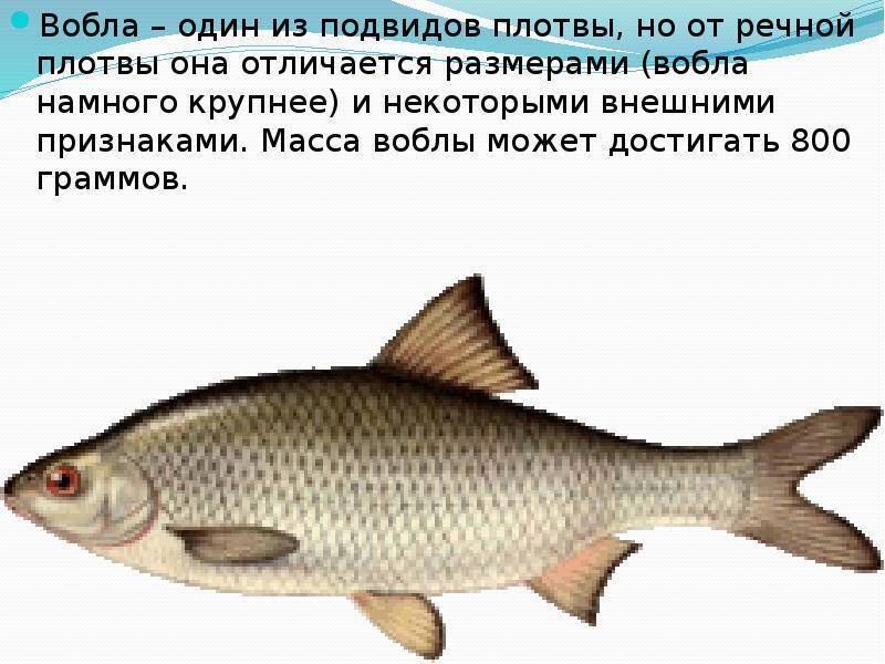 Рыба плотва (сорога): где живет, на что ловится