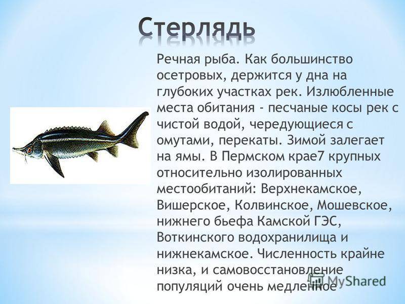 Список речных рыб