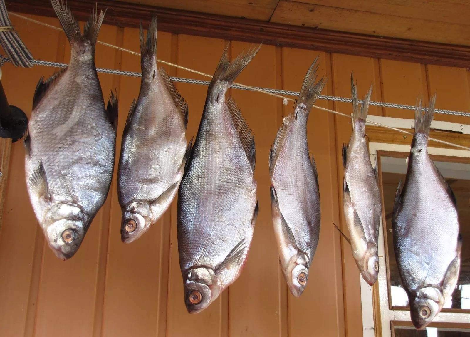 Как хранить вяленую и сухую рыбу в домашних условиях: полезные советы