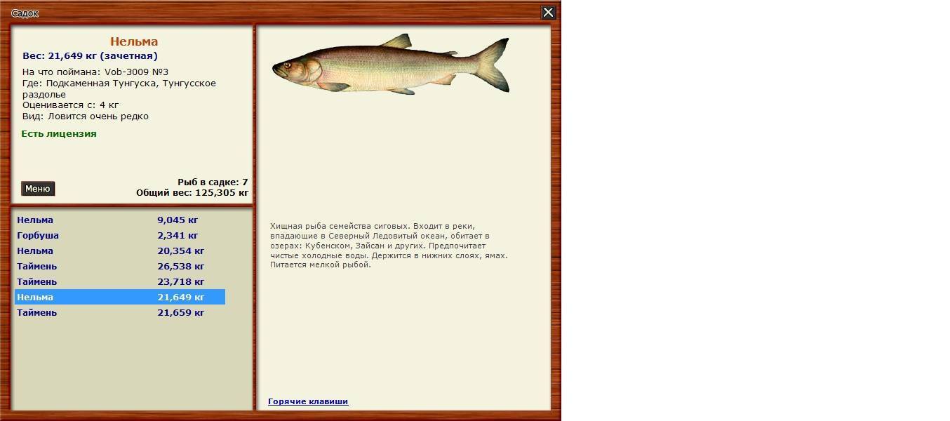 Нельма рыба фото описание чем полезна