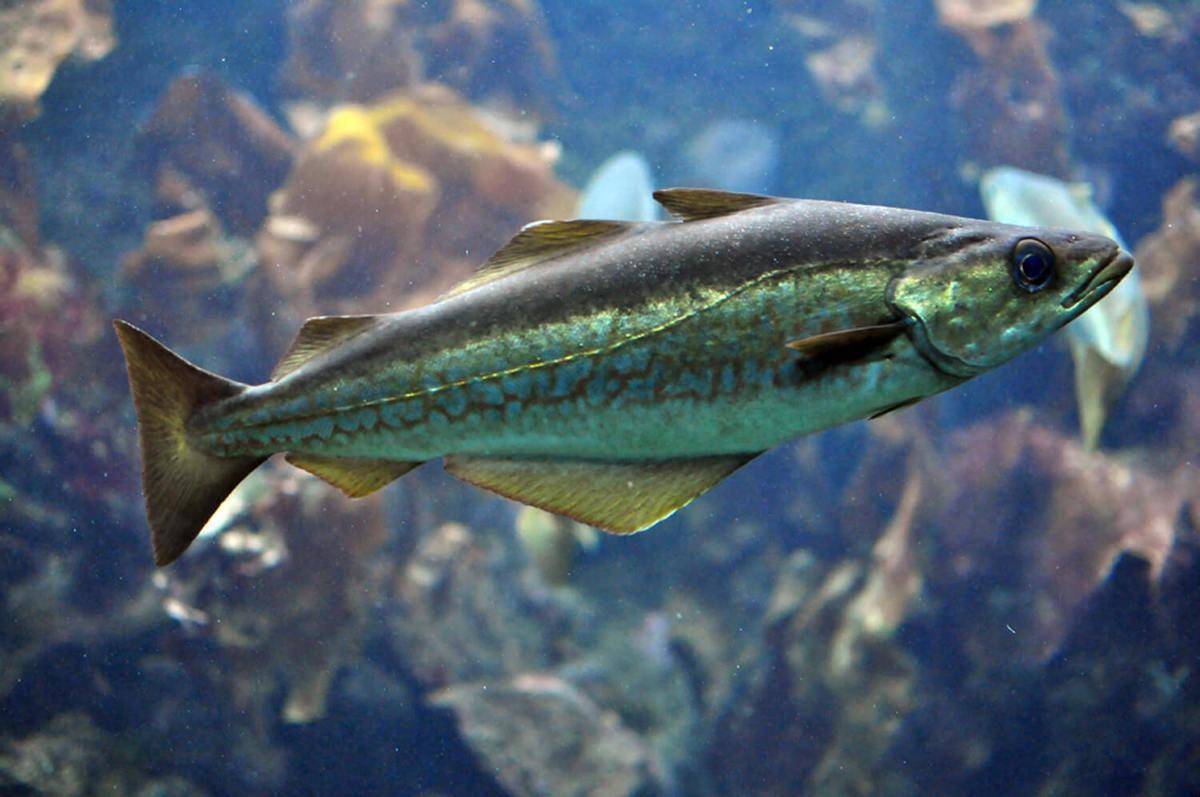 Треска рыба. описание, особенности, виды, образ жизни и среда обитания трески