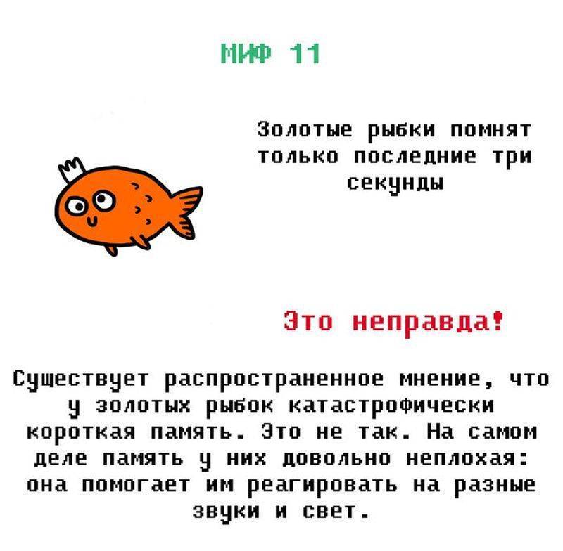 Какая память у рыб – особенности сохранения информации