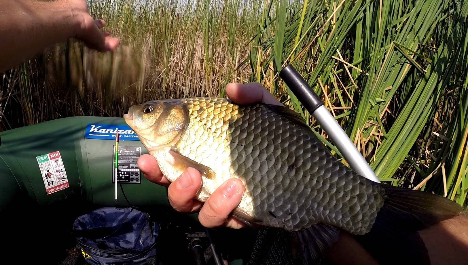 Ловля карася - 20 видео о рыбалке на поплавочную удочку и фидер