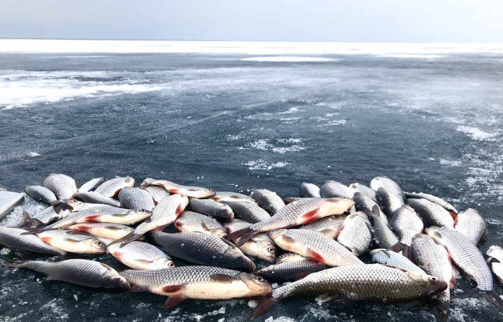 Все виды рыб ладожского озера