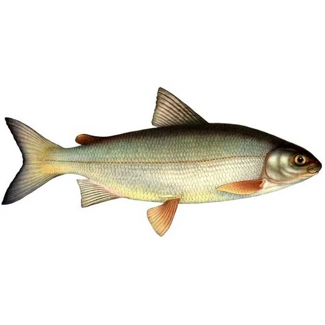 Сиг - описание рыбы, фото, снасти и способы ловли сига