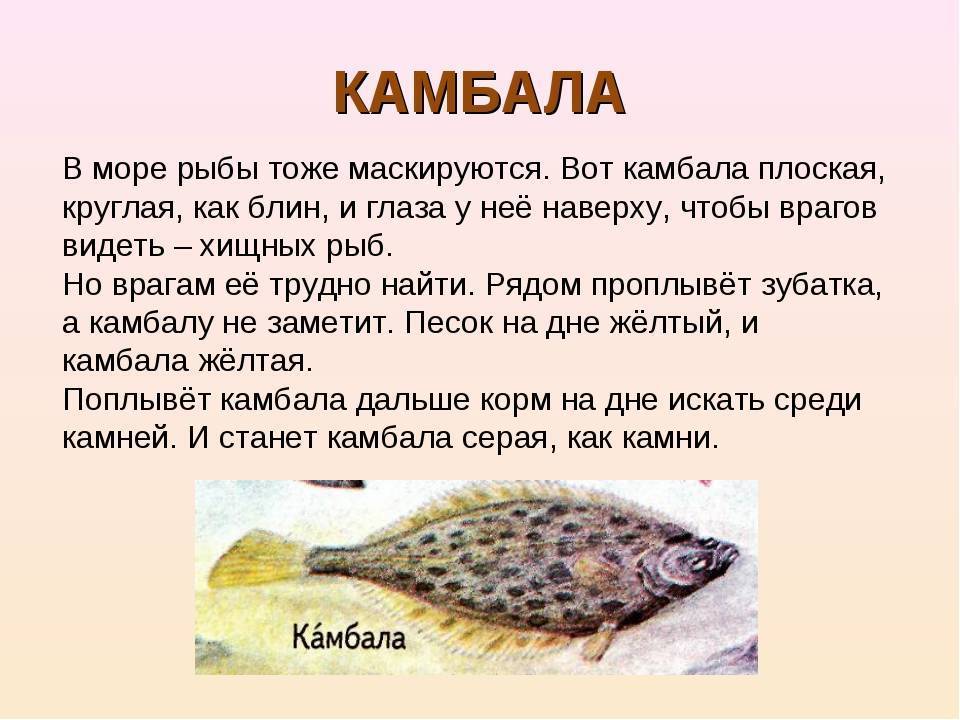 Умеют ли рыбки спать и как создать им условия для сна
