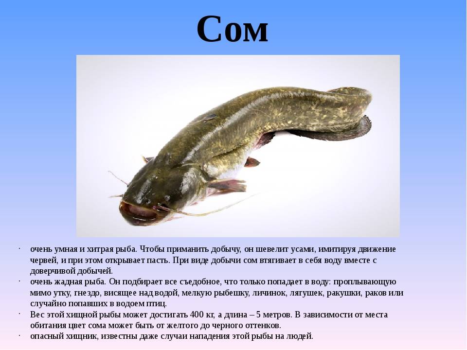 Рыба сом - польза и вред для организма человека, полезные свойства и противопоказания
