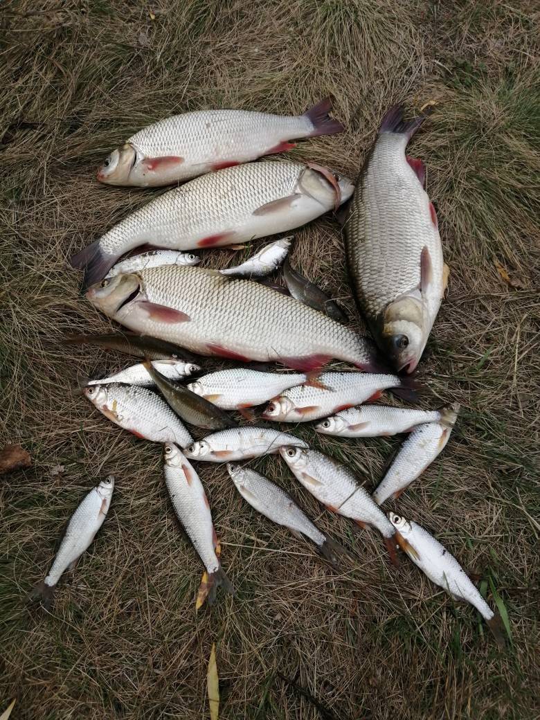 Рыбалка на реке иртыш: ловля рыбы, снасти и лучшие места