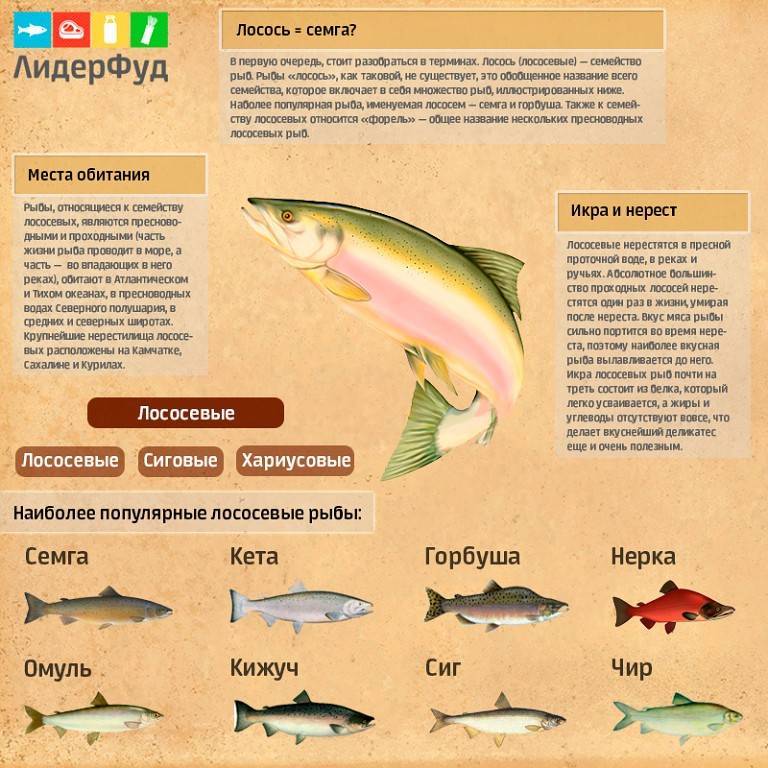 Горбуша — что это за рыба, чем она полезна и как ее готовить?
