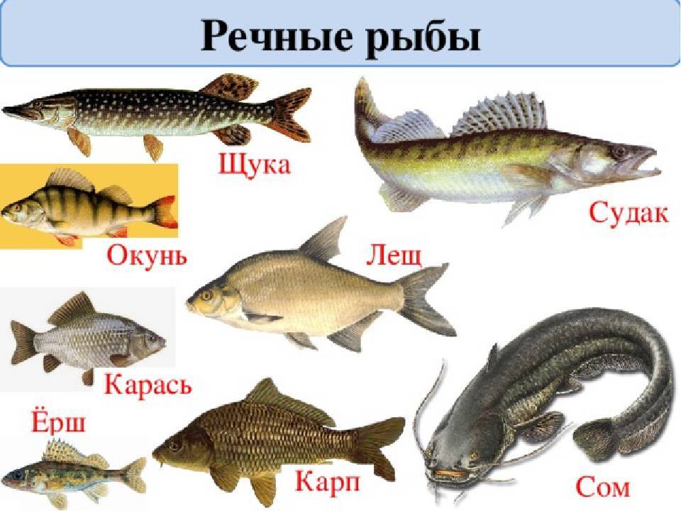 Болезни аквариумных рыбок: внешние признаки, лечение и фото