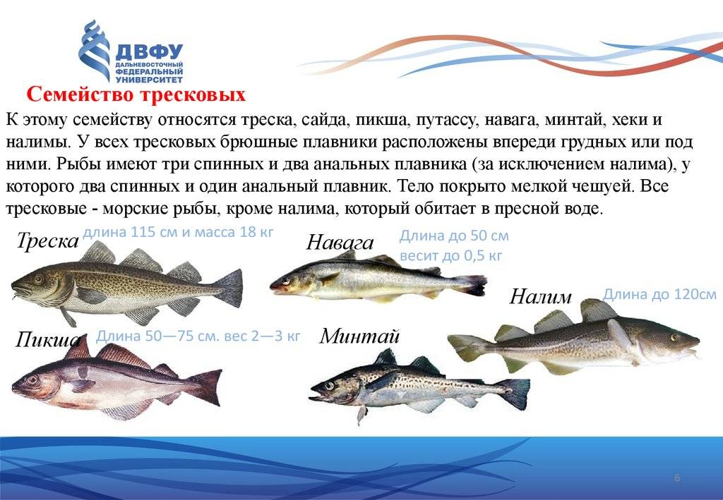 Рыба семейства тресковых - виды, внешний вид, среда обитания, промысел, полезные свойства