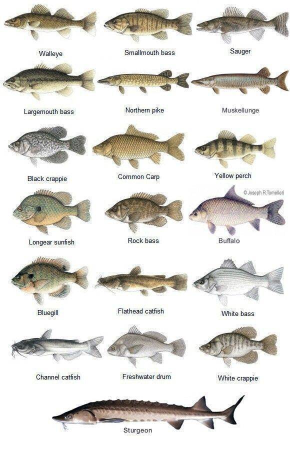 Сорта белой рыбы название