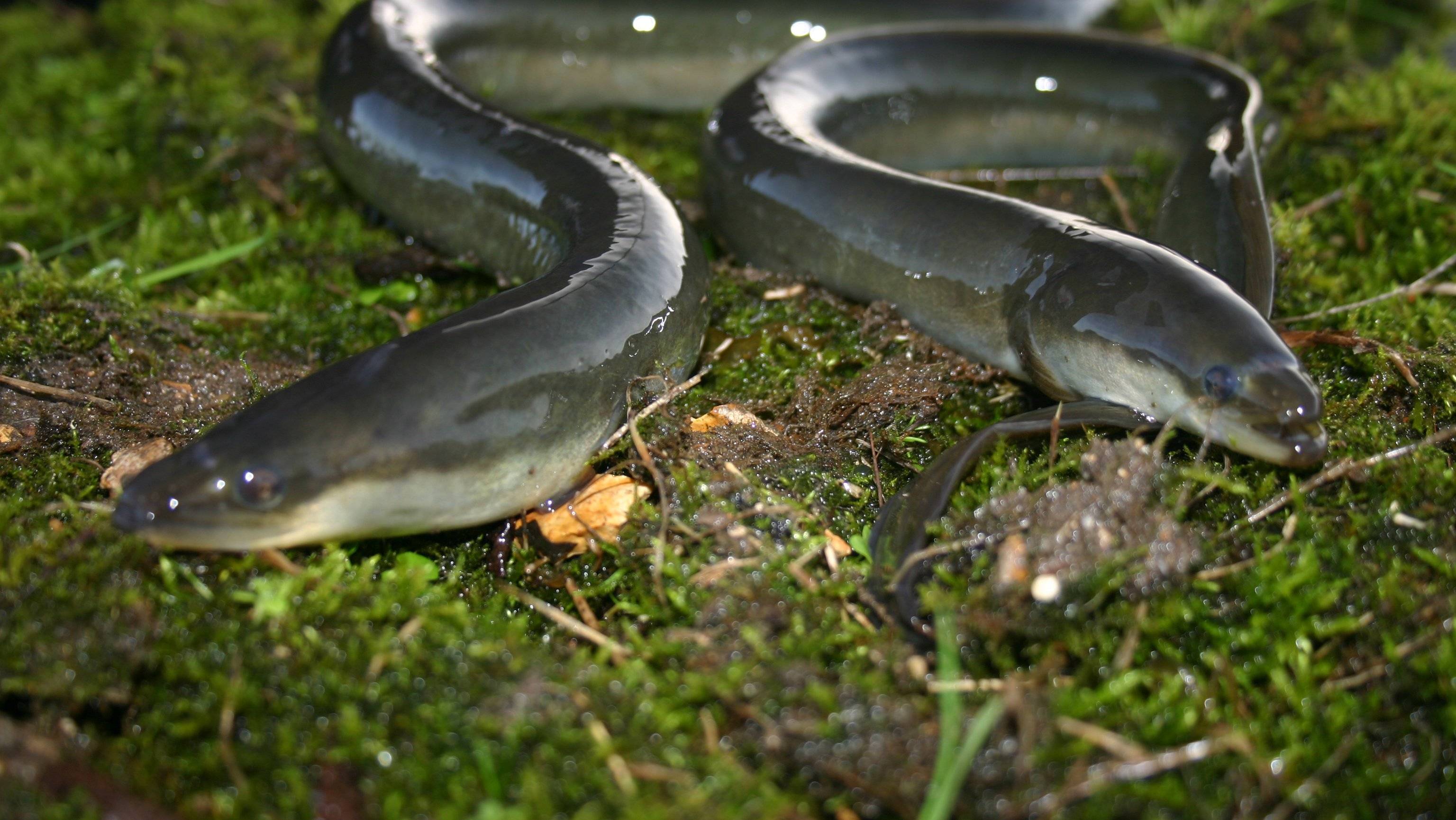 Угорь: описание рыбы, виды угрей, среда обитания, размножение