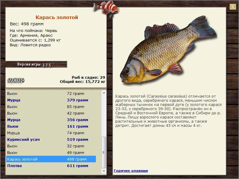 Карась - подробное описание и фото рыбы: где обитает, чем питается