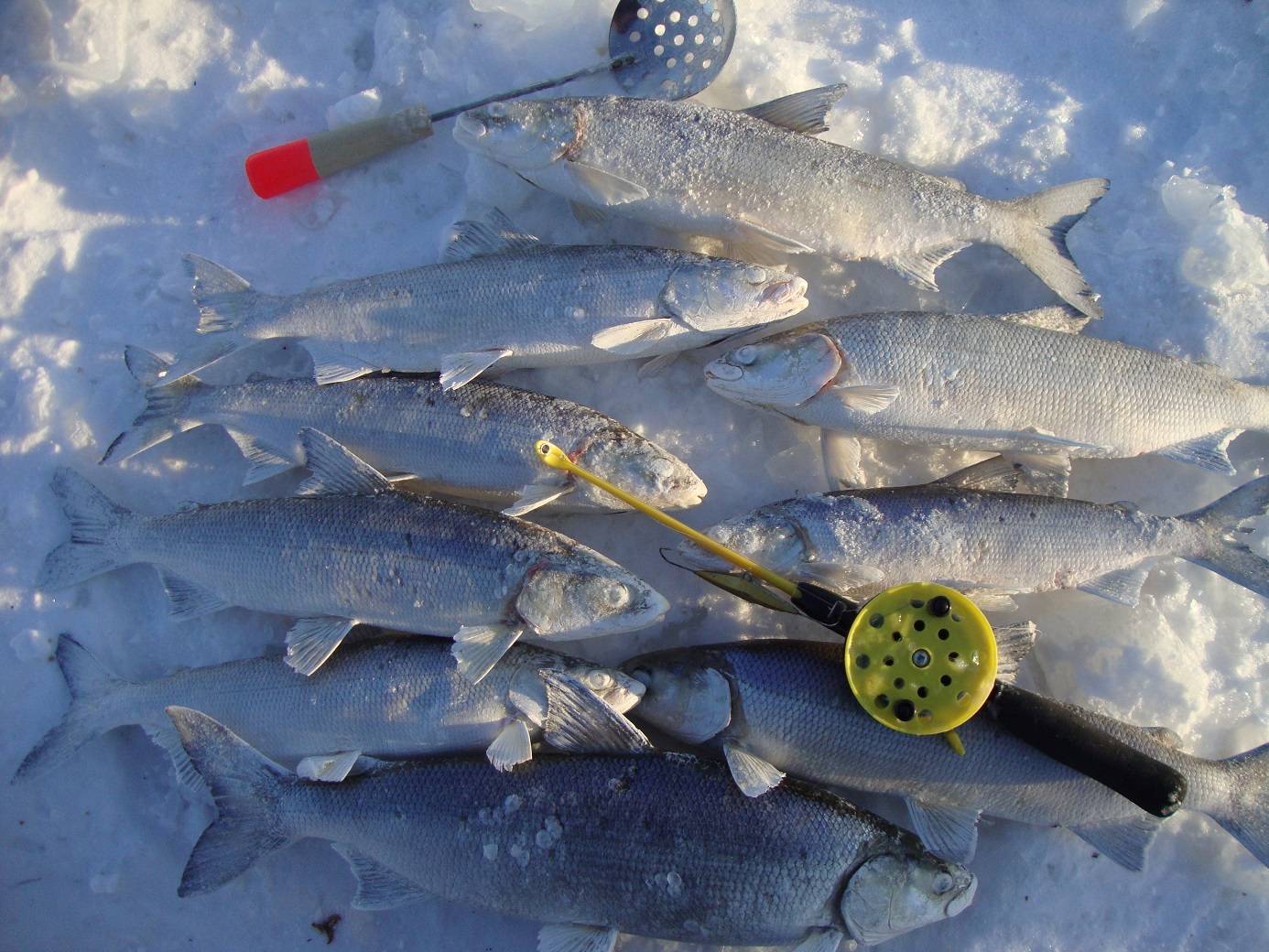 Рыбалка на байкале зимой: какую рыбу, где и когда ловить, советы