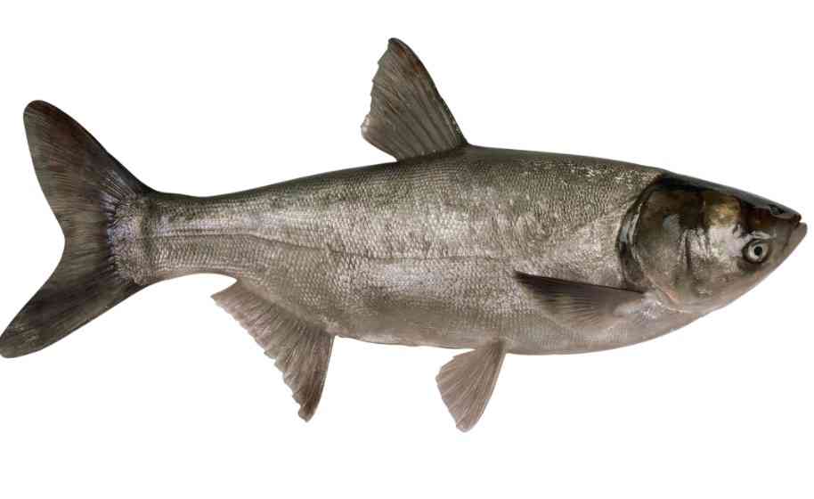 Рыба толстолобик: польза и вред, калорийность и бжу, состав