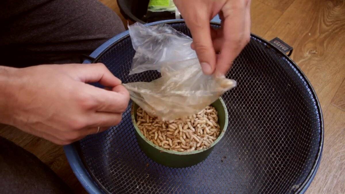 Чем питаются опарыши в домашних условиях, как хранить дома червя