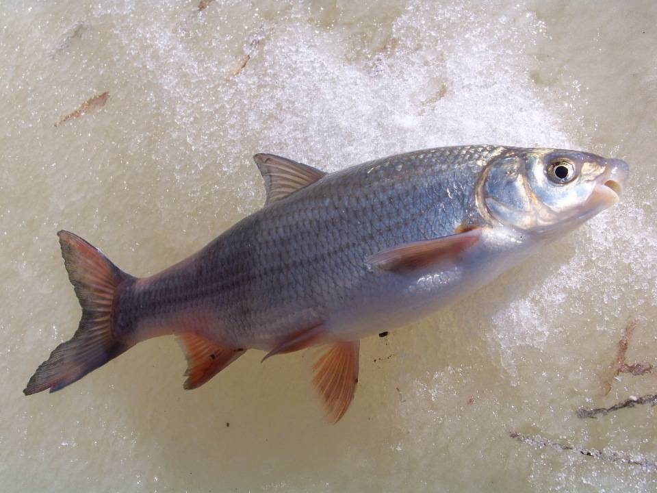 Рыба подуст обыкновенный: фото и описание, ловля весной или зимой на течении