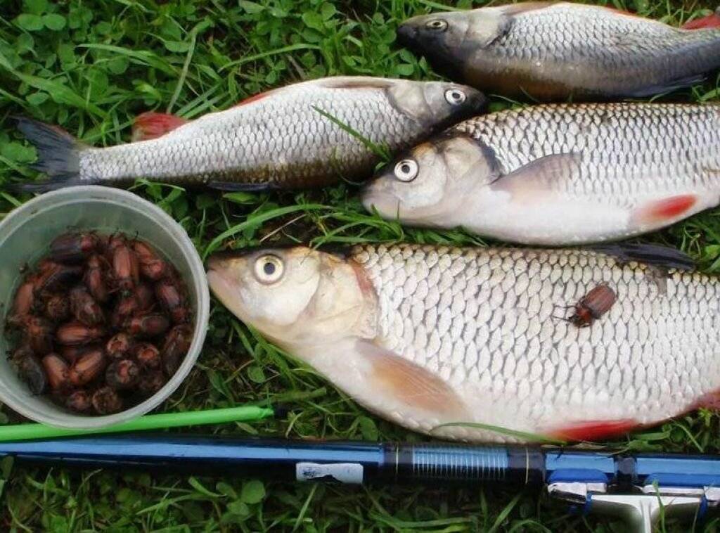 На что ловить рыбу