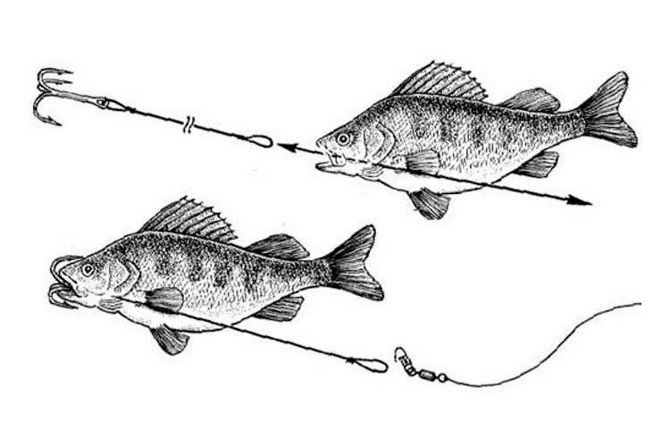 Как насаживать живца на двойник — ловись рыбка